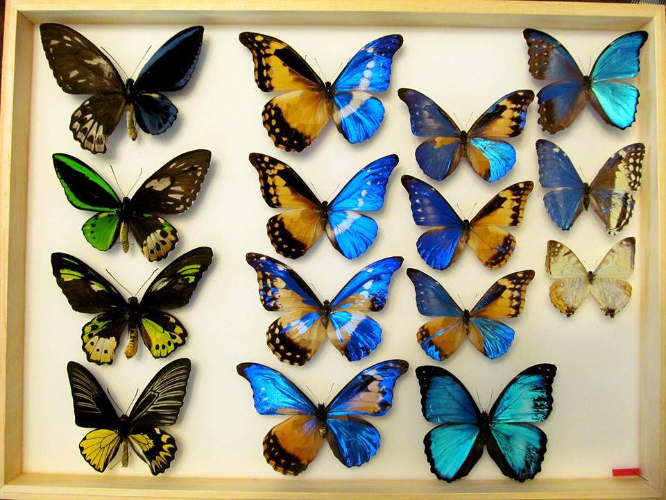 Gynandromorph collection (Ornithoptera and Morphos, Alex Bic) (Internet Image property of respective owner, non-commercial use only)